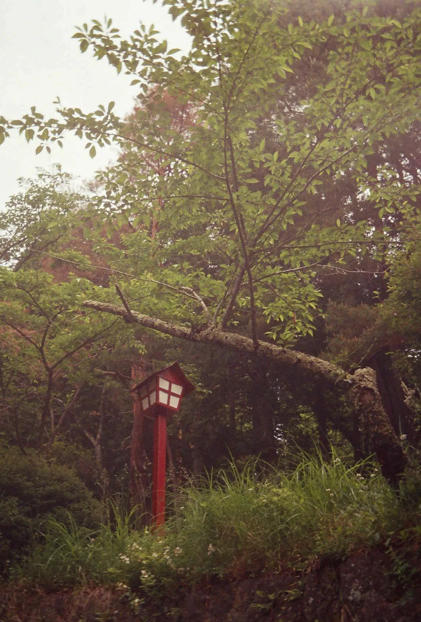 Japan on Film 2025 — photo 1